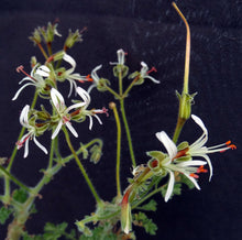 Load image into Gallery viewer, Pelargonium alternans