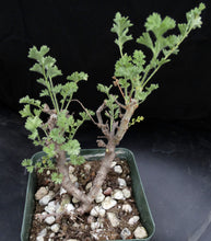 Load image into Gallery viewer, Pelargonium alternans