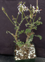 Load image into Gallery viewer, Pelargonium alternans