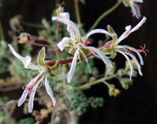 Load image into Gallery viewer, Pelargonium alternans