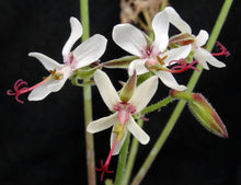 Load image into Gallery viewer, Pelargonium carnosum