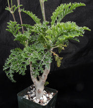 Load image into Gallery viewer, Pelargonium carnosum