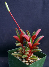 Load image into Gallery viewer, Peperomia graveolens