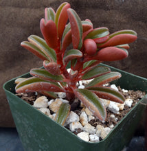 Load image into Gallery viewer, Peperomia graveolens