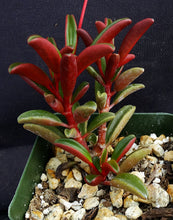 Load image into Gallery viewer, Peperomia graveolens