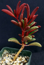 Load image into Gallery viewer, Peperomia graveolens