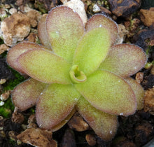 Load image into Gallery viewer, Pinguicula x 'Aphrodite'