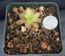 Load image into Gallery viewer, Pinguicula x 'Aphrodite'