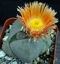 Load image into Gallery viewer, Pleiospilos nelii