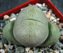 Load image into Gallery viewer, Pleiospilos nelii