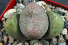 Load image into Gallery viewer, Pleiospilos nelii