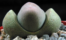 Load image into Gallery viewer, Pleiospilos nelii