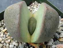 Load image into Gallery viewer, Pleiospilos nelii