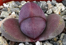 Load image into Gallery viewer, Pleiospilos nelii 'Royal Flush'