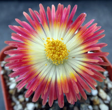 Load image into Gallery viewer, Pleiospilos nelii 'Royal Flush'