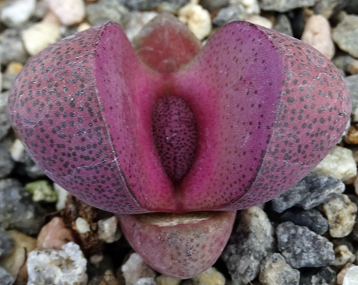 royal flush succulent care Pleiospilos nelii 'Royal Flush' – Kyle's Plants