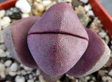 Load image into Gallery viewer, Pleiospilos nelii 'Royal Flush'