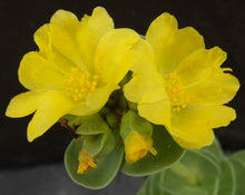 Load image into Gallery viewer, Portulaca molokeniensis *Big Plants*