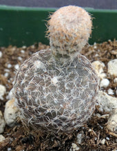Load image into Gallery viewer, Puna clavarioides