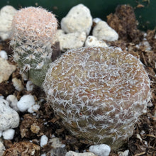 Load image into Gallery viewer, Puna clavarioides