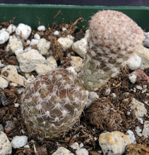 Load image into Gallery viewer, Puna clavarioides