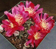 Load image into Gallery viewer, Puna subterranea *Red Flowers*