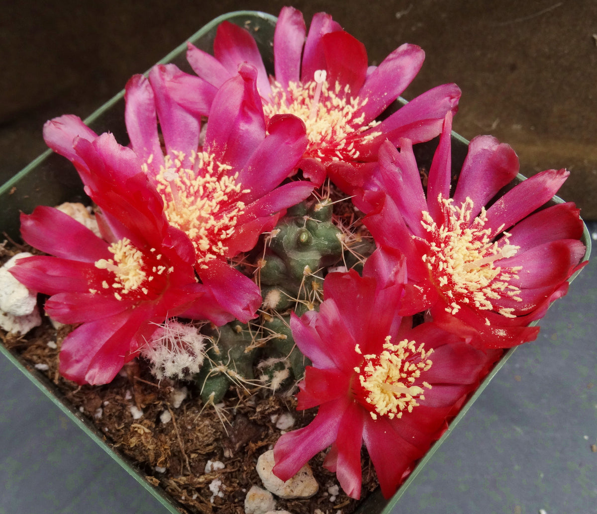Puna subterranea *Red Flowers* – Kyle's Plants