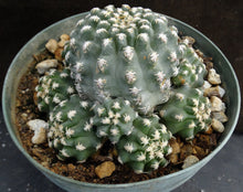 Load image into Gallery viewer, Pygmaeocereus bieblii Clumping plant!