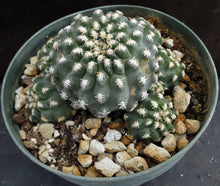 Load image into Gallery viewer, Pygmaeocereus bieblii Clumping plant!