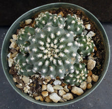 Load image into Gallery viewer, Pygmaeocereus bieblii Clumping plant!