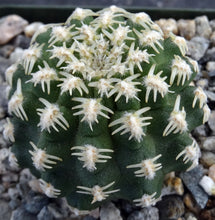 Load image into Gallery viewer, Pygmaeocereus bieblii