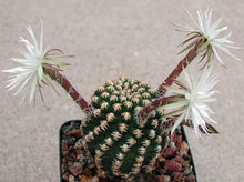 Load image into Gallery viewer, Pygmaeocereus bieblii