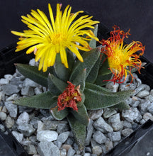 Load image into Gallery viewer, Rabiea difformis *Cold Hardy Mesemb*