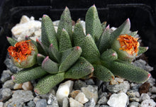 Load image into Gallery viewer, Rabiea difformis *Cold Hardy Mesemb*