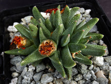 Load image into Gallery viewer, Rabiea difformis *Cold Hardy Mesemb*