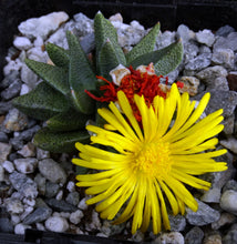 Load image into Gallery viewer, Rabiea difformis *Cold Hardy Mesemb*