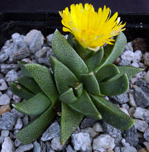 Load image into Gallery viewer, Rabiea difformis *Cold Hardy Mesemb*