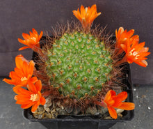 Load image into Gallery viewer, Rebutia donaldiana