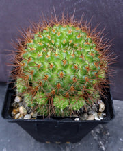 Load image into Gallery viewer, Rebutia donaldiana