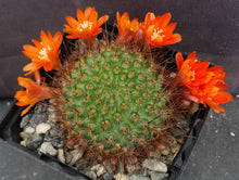 Load image into Gallery viewer, Rebutia donaldiana