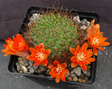 Load image into Gallery viewer, Rebutia donaldiana