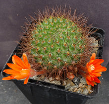 Load image into Gallery viewer, Rebutia donaldiana