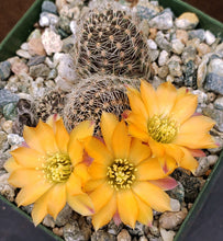 Load image into Gallery viewer, Rebutia pygmaea v. knizei