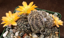 Load image into Gallery viewer, Rebutia pygmaea v. knizei