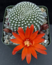 Load image into Gallery viewer, Rebutia krainziana