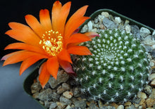 Load image into Gallery viewer, Rebutia krainziana