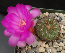 Load image into Gallery viewer, Rebutia mentosa
