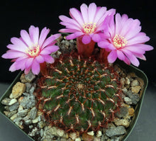 Load image into Gallery viewer, Rebutia mentosa