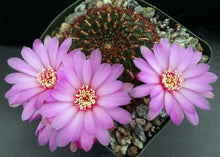 Load image into Gallery viewer, Rebutia mentosa