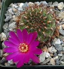Load image into Gallery viewer, Rebutia mentosa